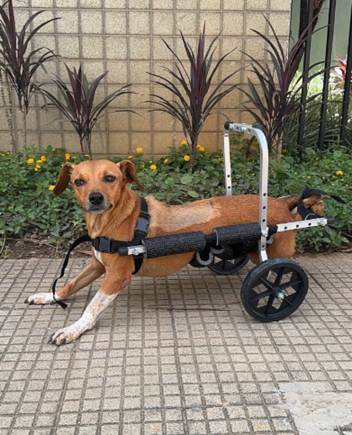 Cadela paraplégica é resgatada por policiais após enchente em Ubá e ganha um novo lar