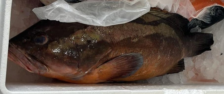Comerciante joga peixe ameaçado de extinção em cloro para evitar doação a instituição de caridade no litoral de SP