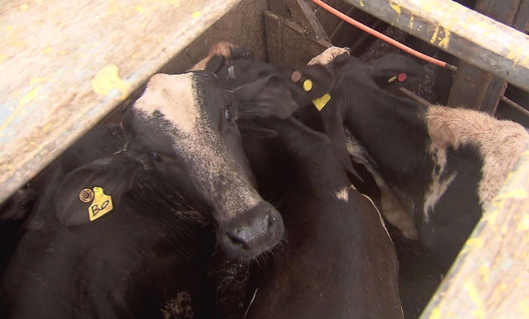 Você Não Tá Convidada pro Meu Bat Mitzvá!