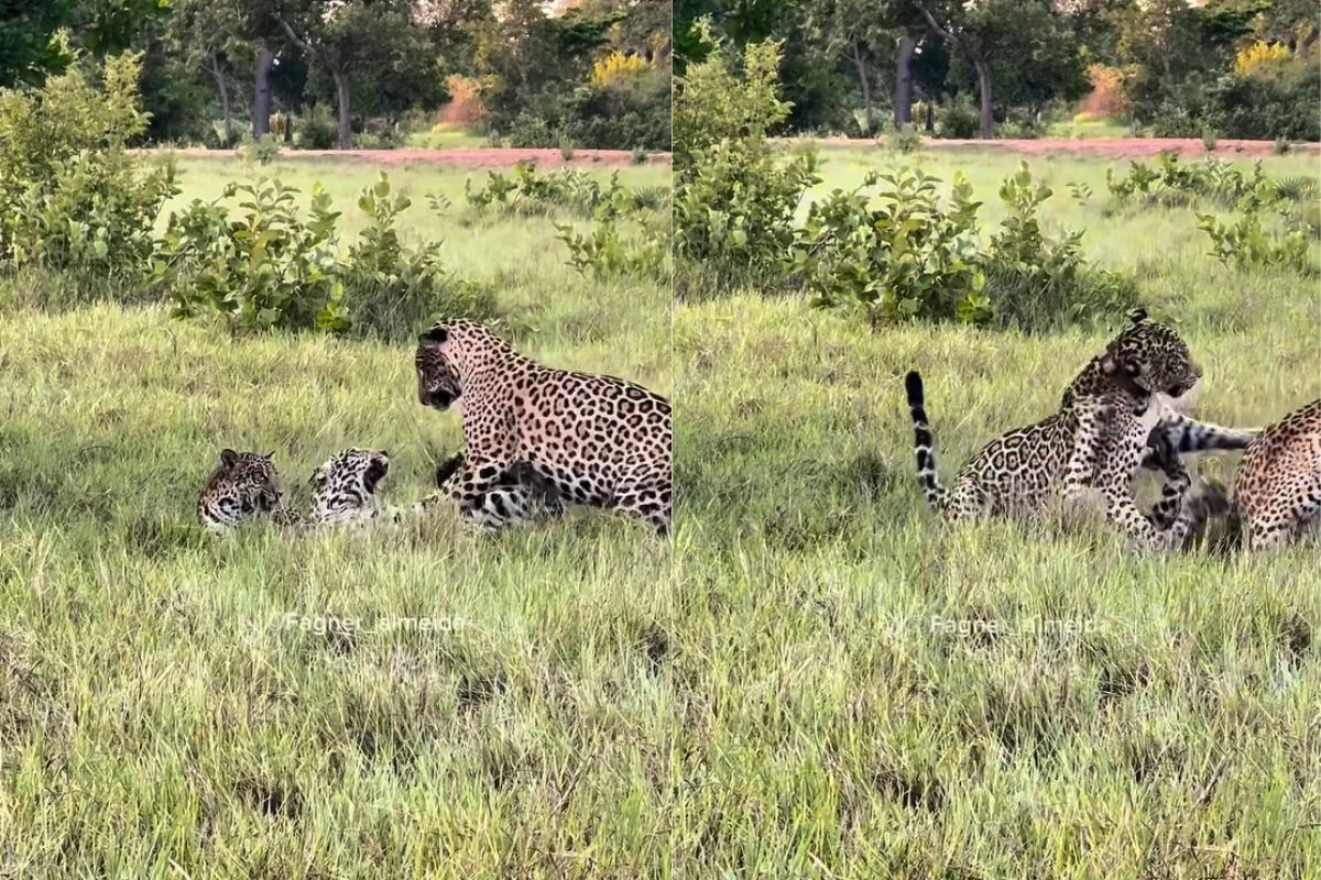 'Caso de família': briga entre onças-pintadas irmãs só termina com tapa de mãe no Pantanal