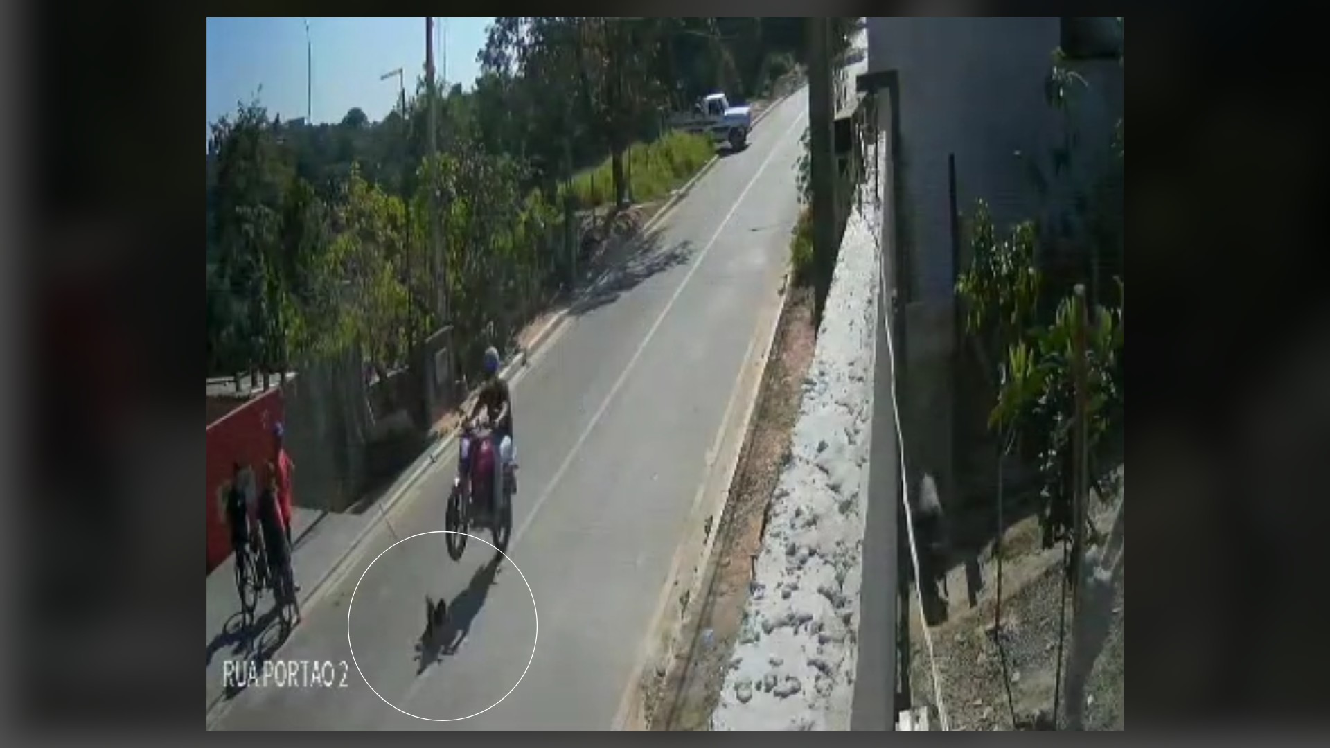 Motociclista é indiciado por maus-tratos ao matar cão atropelado enquanto empinava moto