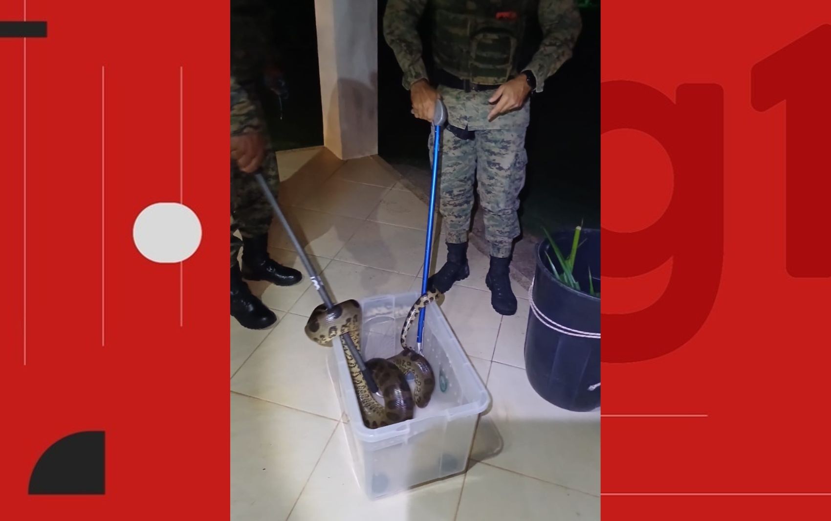 Sucuri de 2 metros é resgatada em área residencial na Região Metropolitana de Salvador