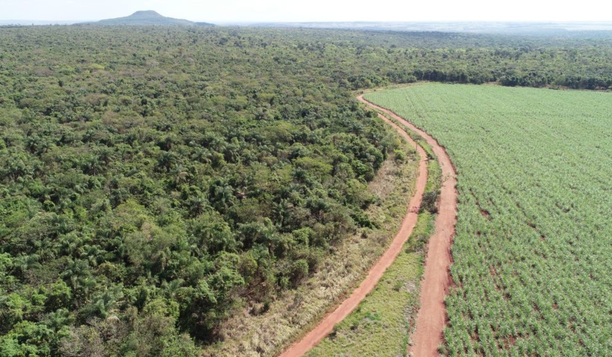 Projeto de R$ 7,3 milhões promete recuperar 700 hectares degradados e impulsionar renda em assentamentos do Pontal do Paranapanema