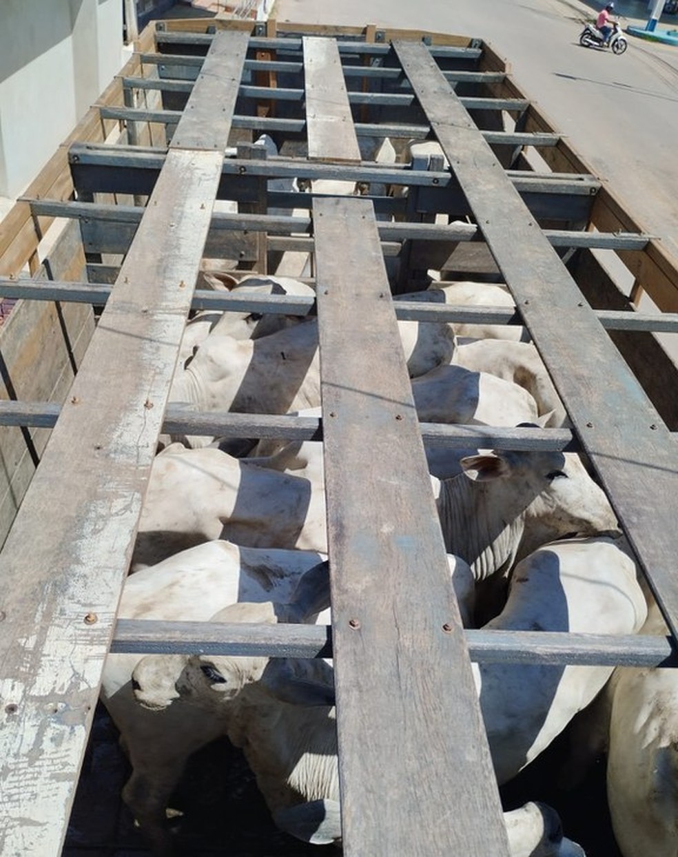 Animais estavam sendo transportes sem autorização — Foto: Arquivo/PRF-AC