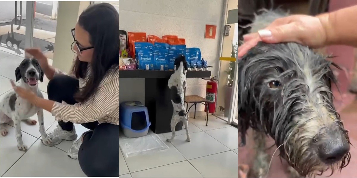 Cachorra foge de casa e é resgatada dentro de rio em SP após 11 dias perdida
