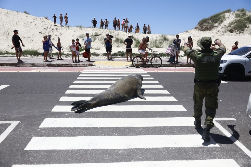 Elefante-marinho surpreende veranistas ao procurar abrigo do sol na praia em Tramandaí — Foto: André Ávila/Agência RBS