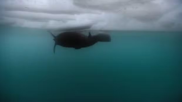 VÍDEO: foca resgata filhote preso em camadas de gelo e usa técnica incomum para mantê-lo vivo 