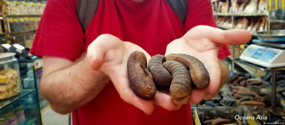 
Suposto afrodisíaco, bicho com forma de pênis rende fortunas ao tráfico