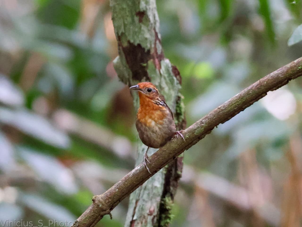 Vídeo registra canto do uirapuru-da-guiana em área preservada do Pará