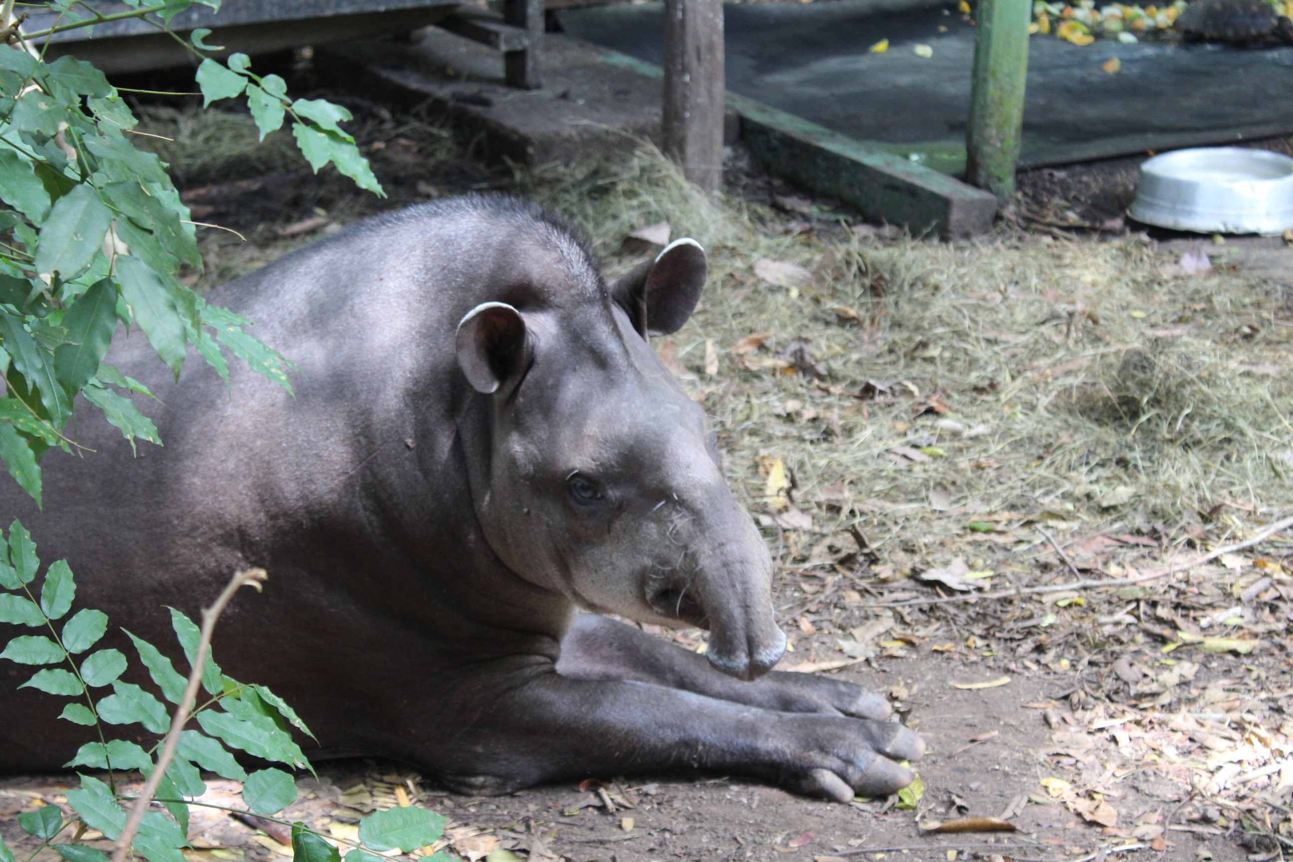Ação de invasores coloca animais de reserva ambiental em risco no Amapá