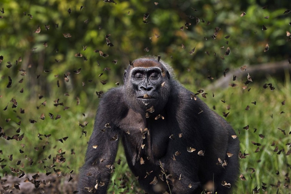 Gorila das planícies do oeste 'Malui' caminhando por entre uma nuvem de borboletas que ela perturbou em um bai. Bai Hokou, Reserva Florestal Especial Densa de Dzanga Sangha, República Centro-Africana. — Foto: Anup Shah / TNC Photo Contest 2021