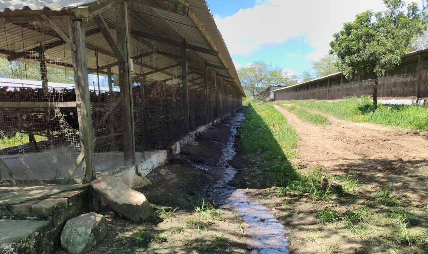 Dona de granja de galinhas é presa por poluição ambiental, em Campina Grande
