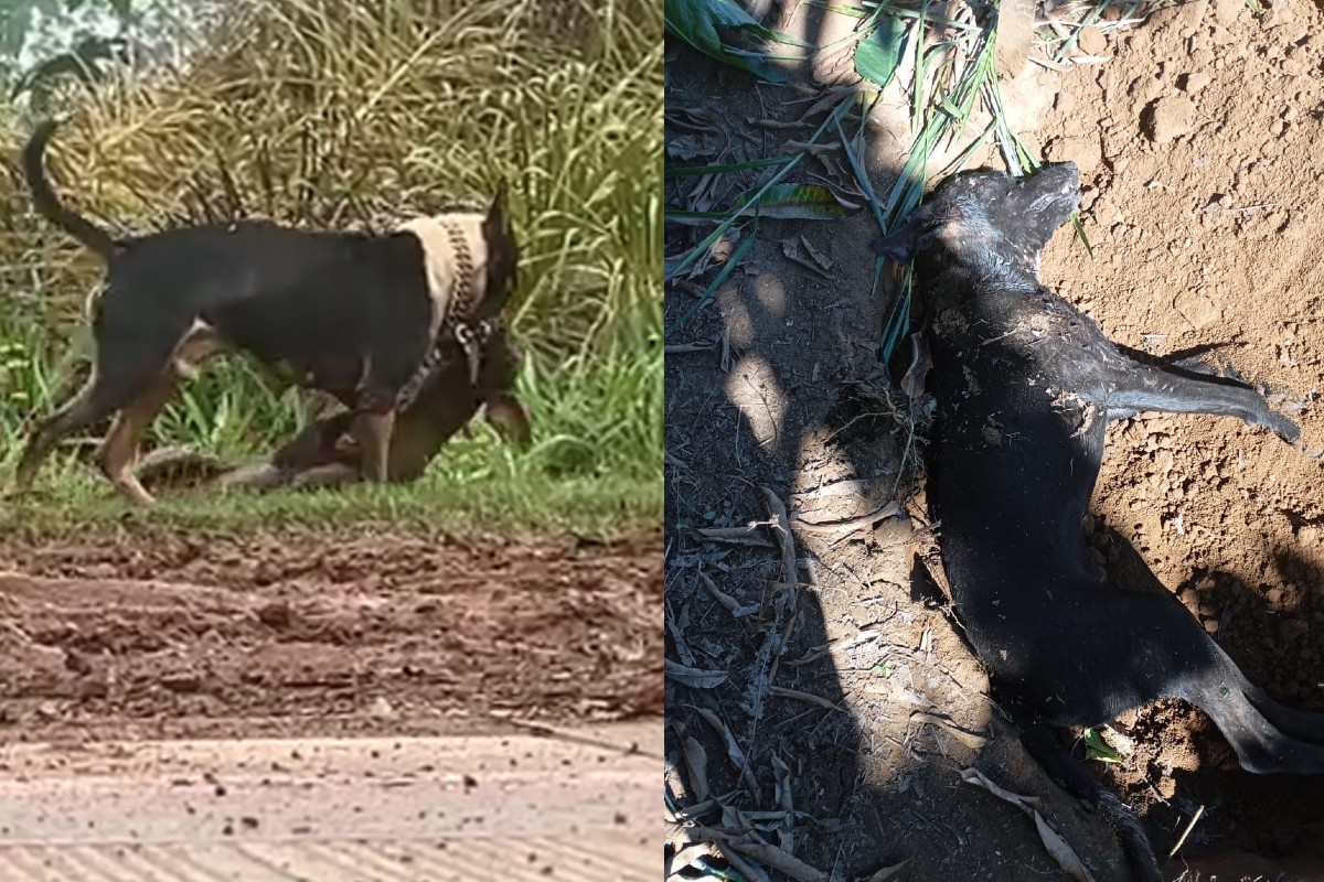 Pitbulls soltos aterrorizam bairro em Campo Grande: 'Não sabemos quando vai ser o próximo ataque'
