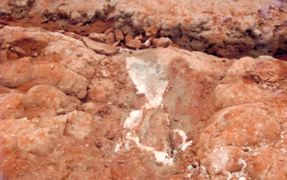 Primeiro fóssil de Titanossauro encontrado em Monte Alto (SP) completa 40 anos em abril — Foto: Arquivo pessoal
