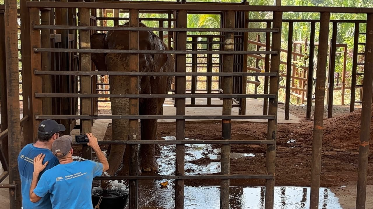 Elefante Sandro recebe dieta especial em santuário de Chapada dos Guimarães, MT