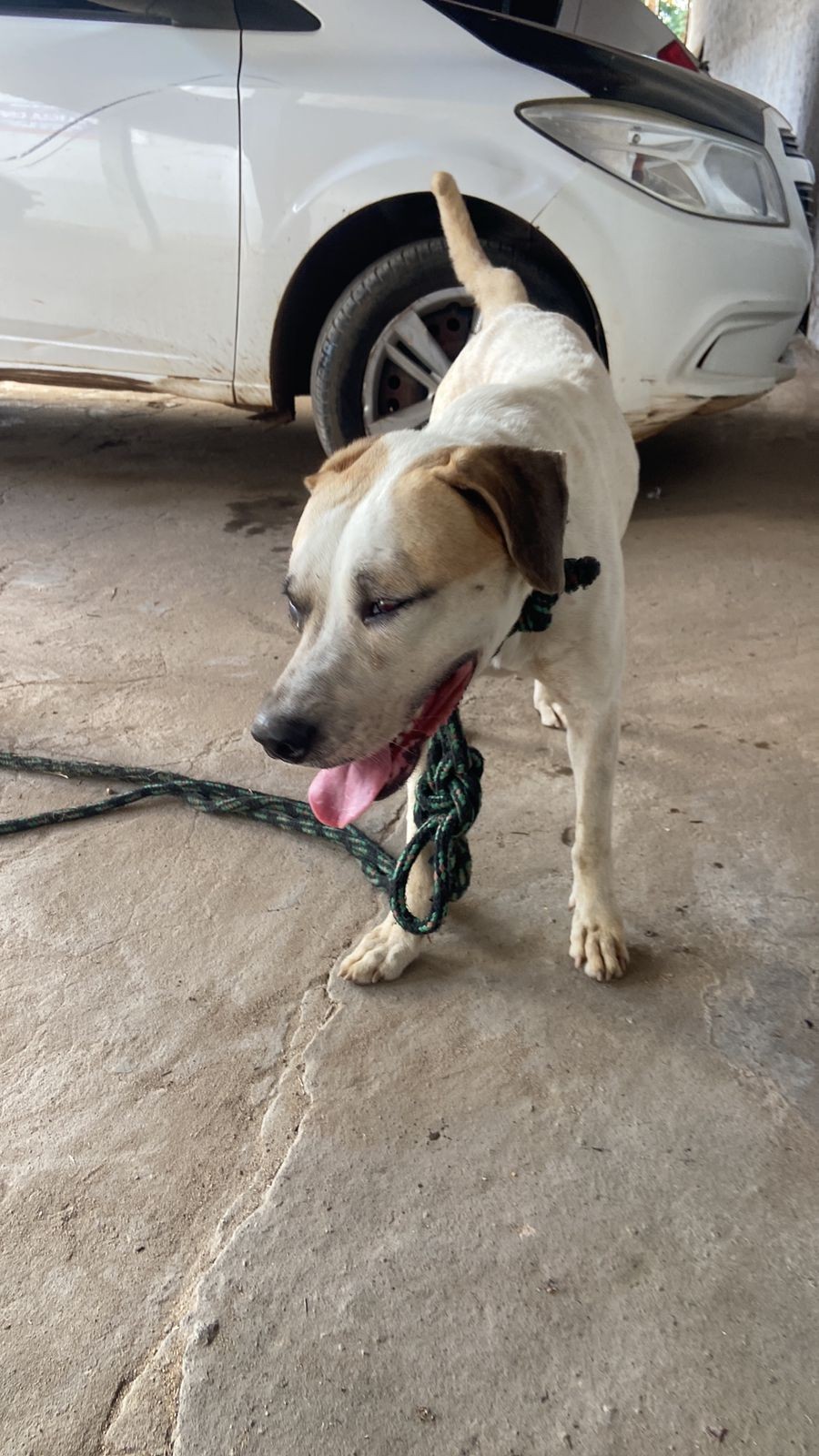 Homem é preso em flagrante por maus-tratos contra cachorro no MA