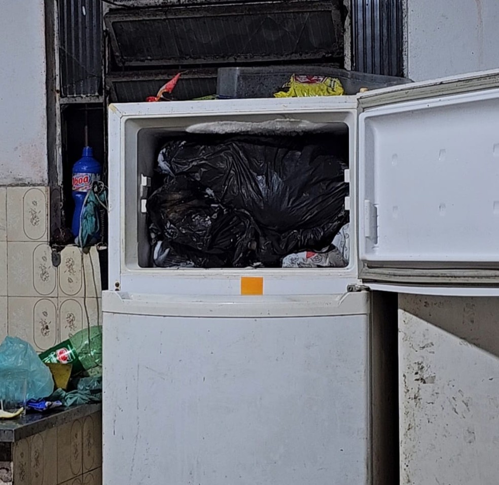 Durante a ação, os agentes encontraram sacos com os animais dentro do freezer — Foto: Polícia Civil