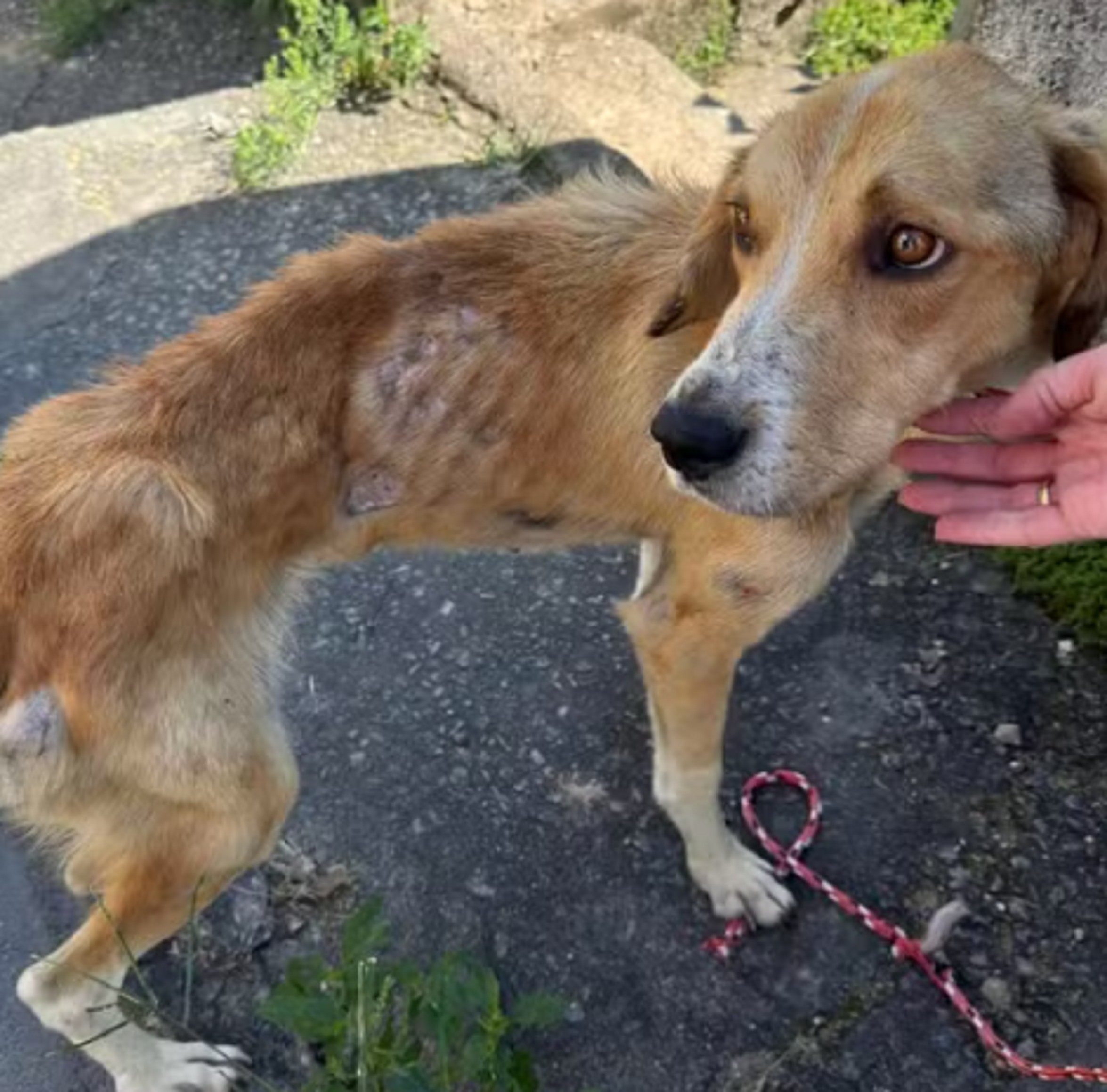 Cão faminto e abandonado é levado a clínica veterinária após traficantes tentarem impedir resgate em Juiz de Fora