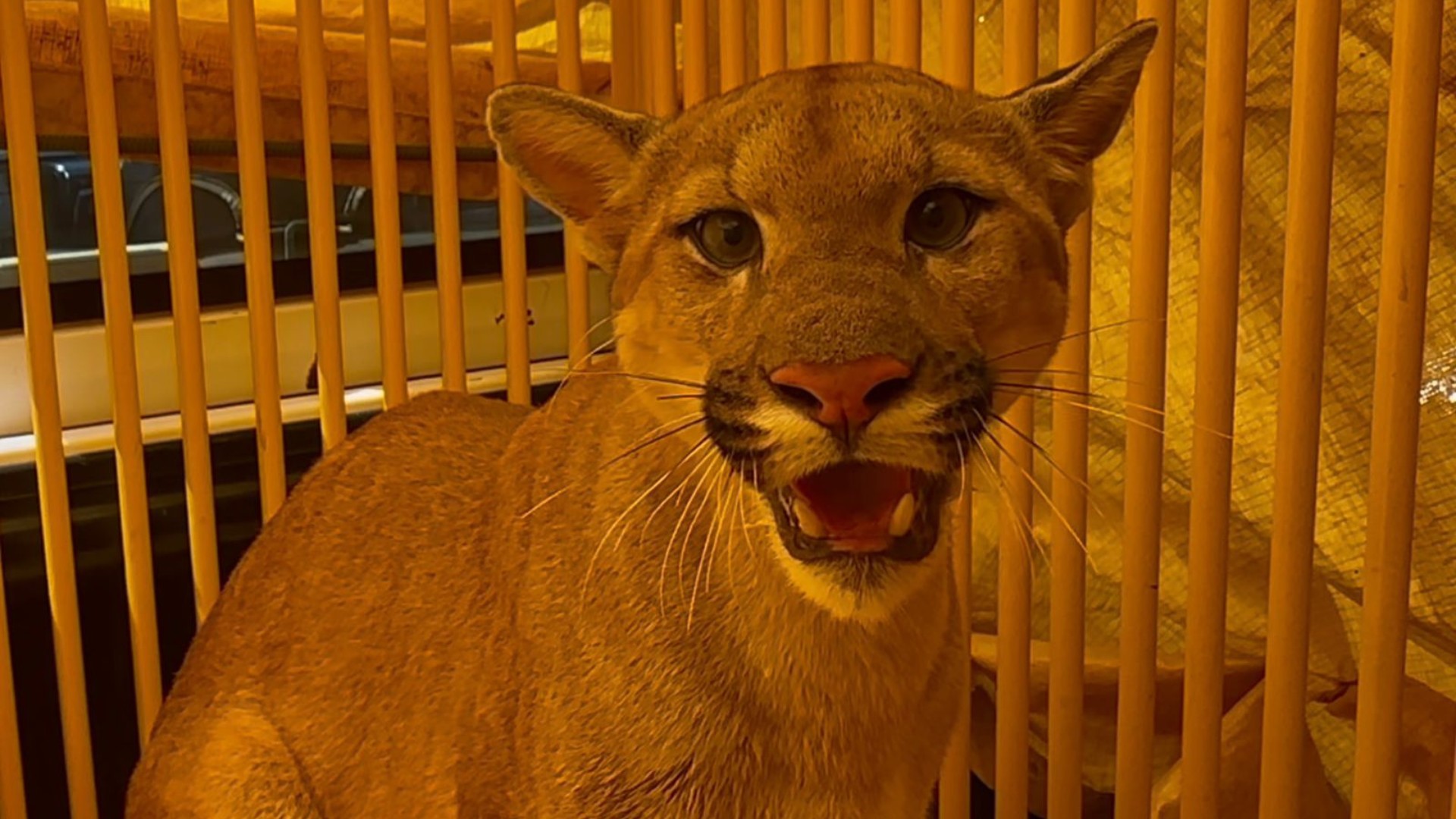 VÍDEO: Onça-parda é resgatada após ficar presa em gaiola de sítio no interior de SP