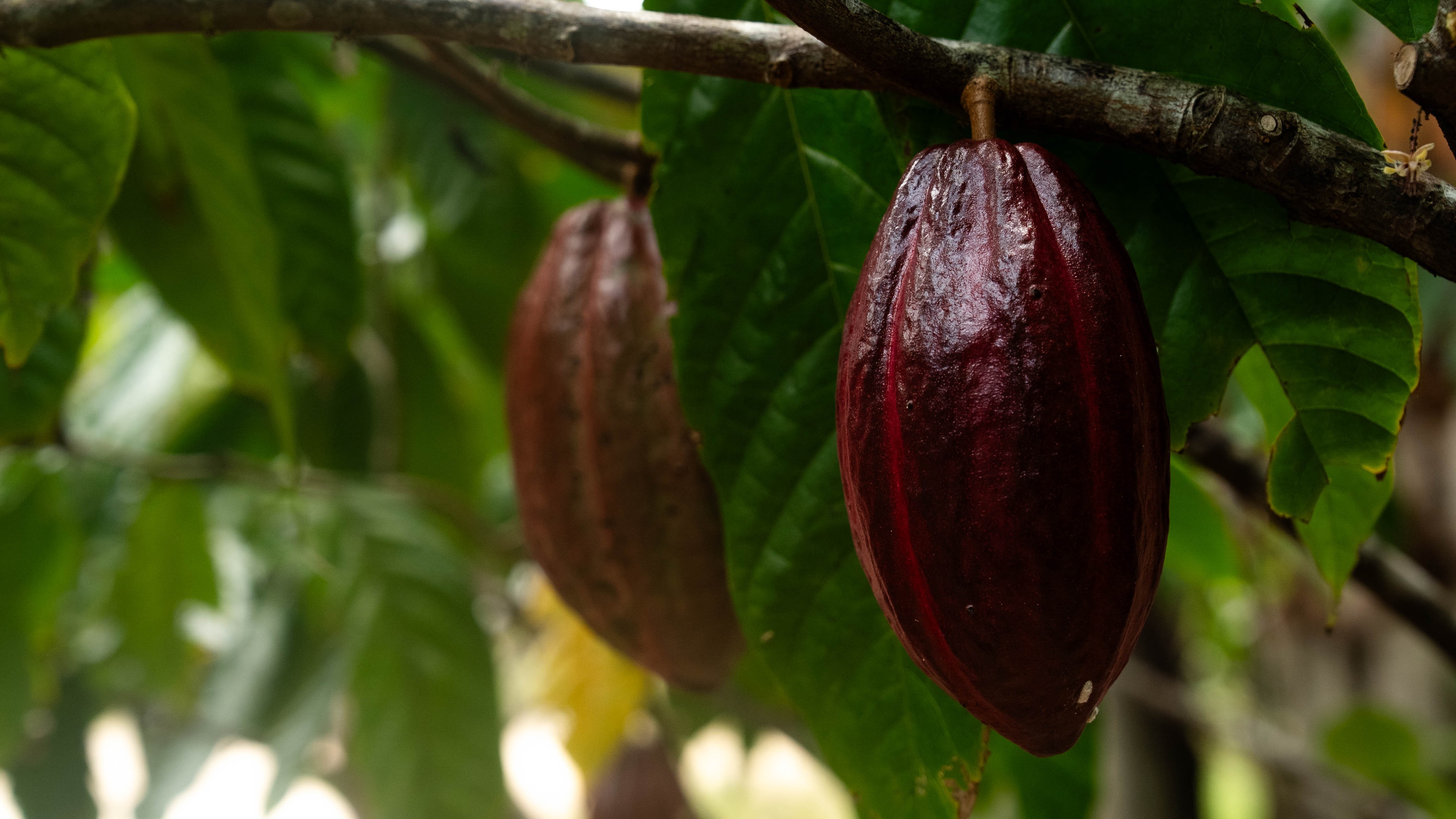 Uberaba aposta no cultivo de cacau e mira nova fronteira agrícola no Cerrado 