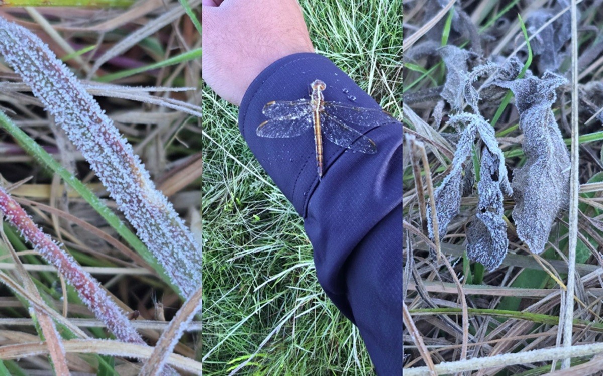 Serra de SC tem geada e temperaturas quase negativas na 1ª segunda de 2026