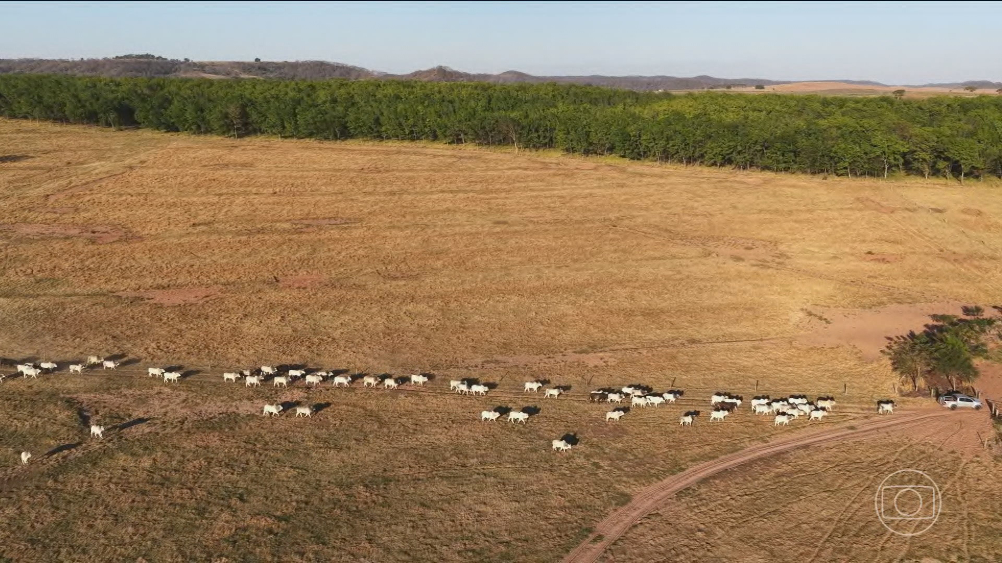 Conheça técnicas inovadoras que diminuem o impacto ambiental da produção de carne