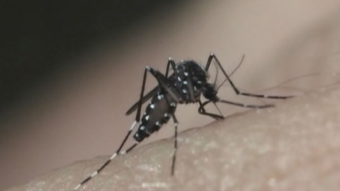 Dengue: epidemia em Campinas este ano deve ficar entre as piores da história, diz especialista
