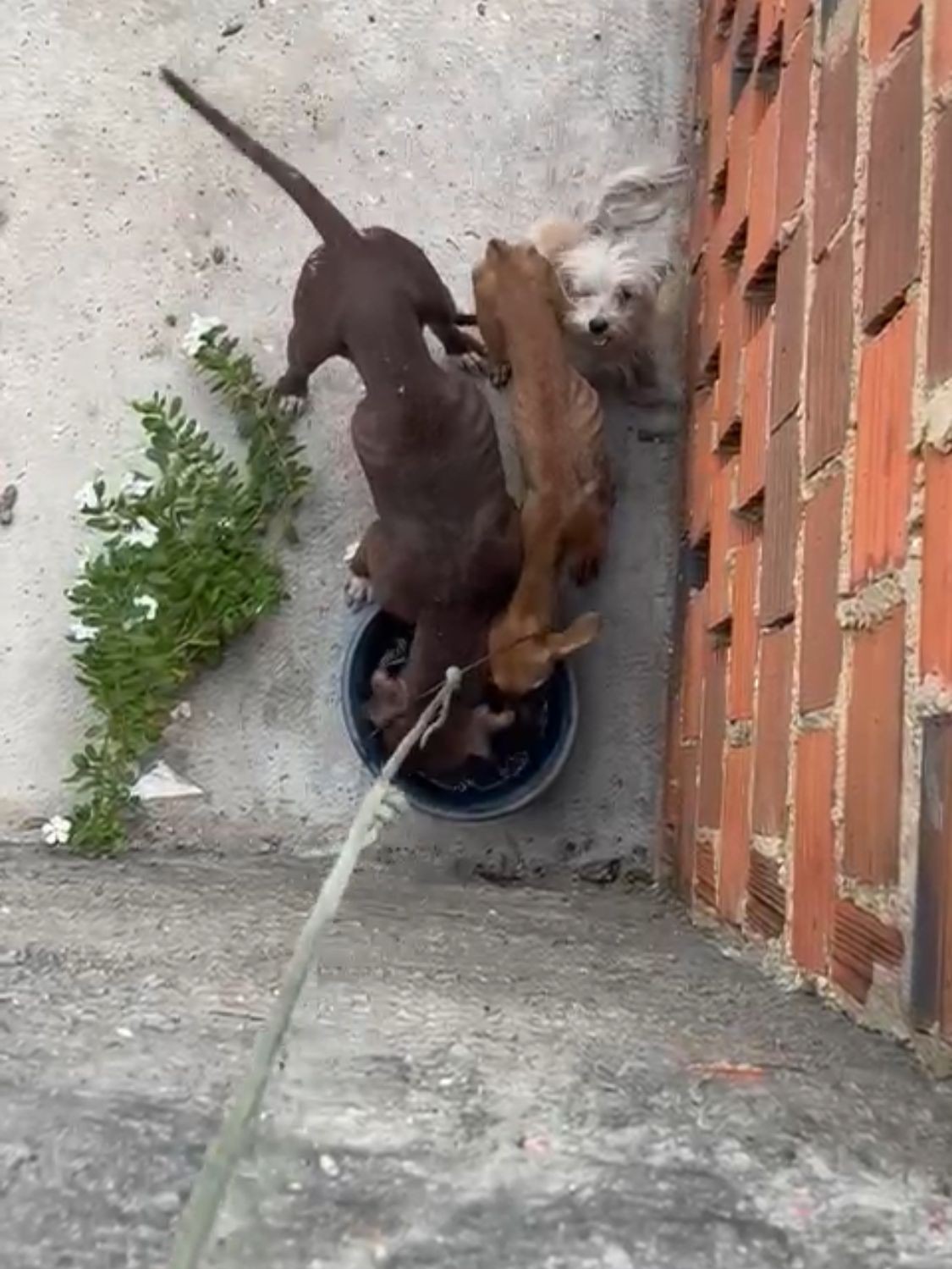 Vídeo: vizinhos flagram cães  extremamente magros e alimentam animais por cima do muro em Teresina