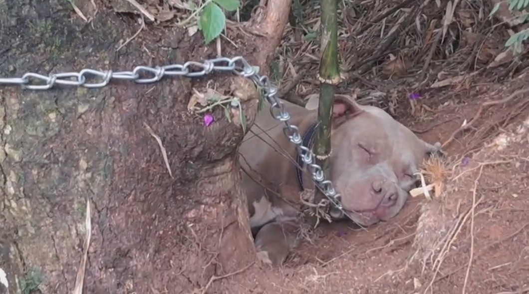 Pitbull é encontrado em situação de abandono em estrada de Nova Friburgo; resgate mobiliza moradores e autoridades