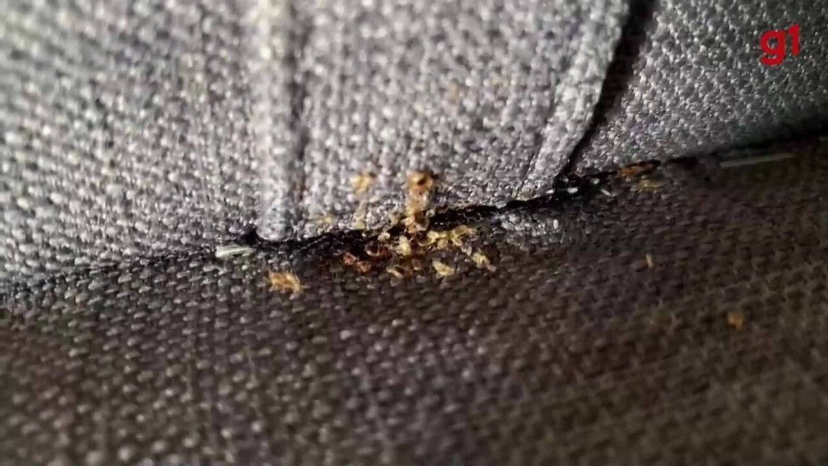 Pourquoi un insecte infeste Paris à moins d’un an des JO |  Tourisme et voyages