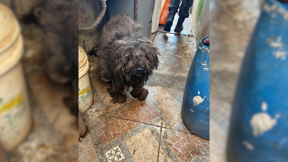 1 de 3
36 animais foram resgatados em situa&ccedil;&atilde;o de maus-tratos em Mar&iacute;lia &mdash; Foto: Pol&iacute;cia Ambiental/Divulga&ccedil;&atilde;o