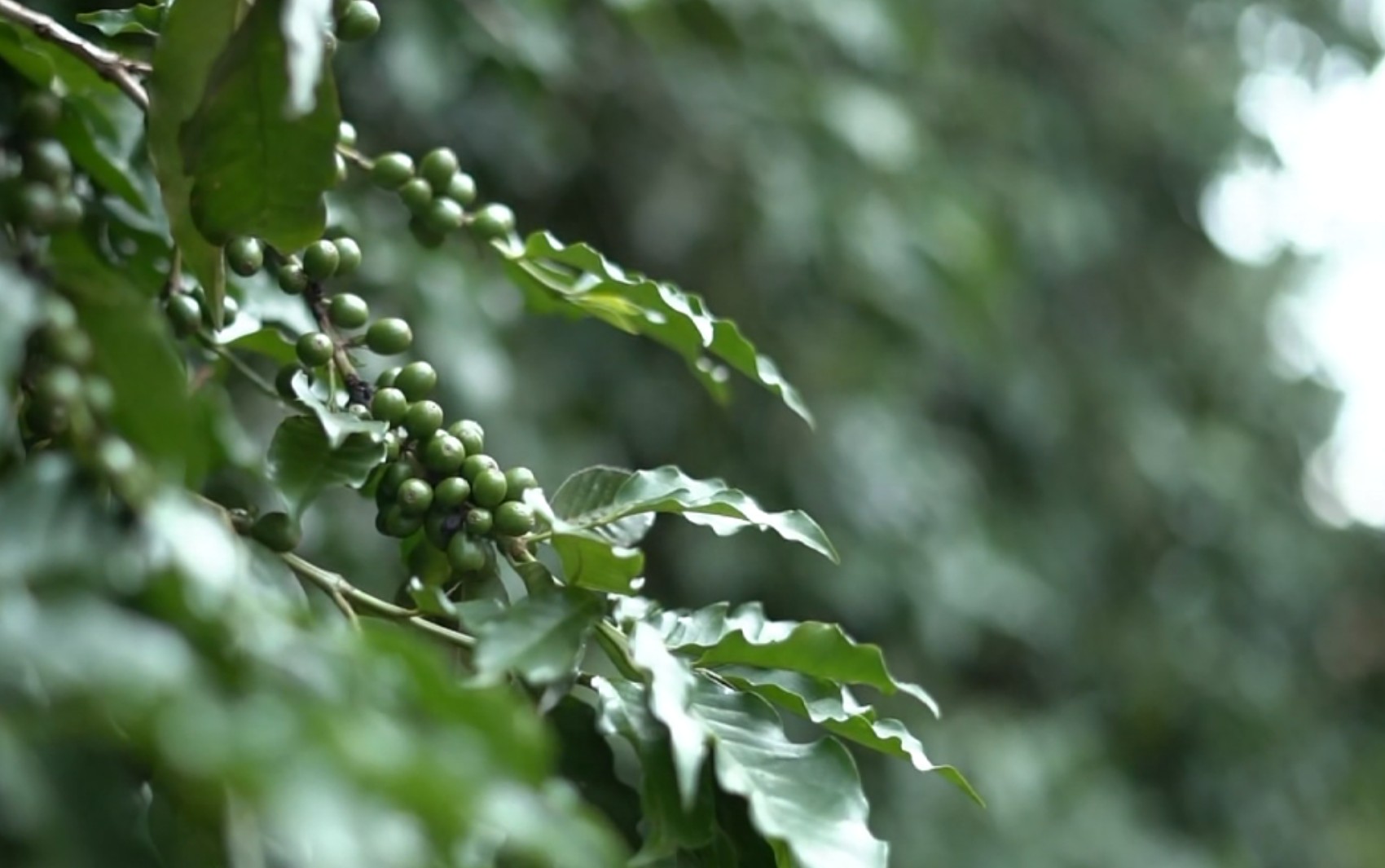Do plantio à xícara: agrofloresta e café orgânico mostram novos caminhos para o cultivo na Alta Mogiana