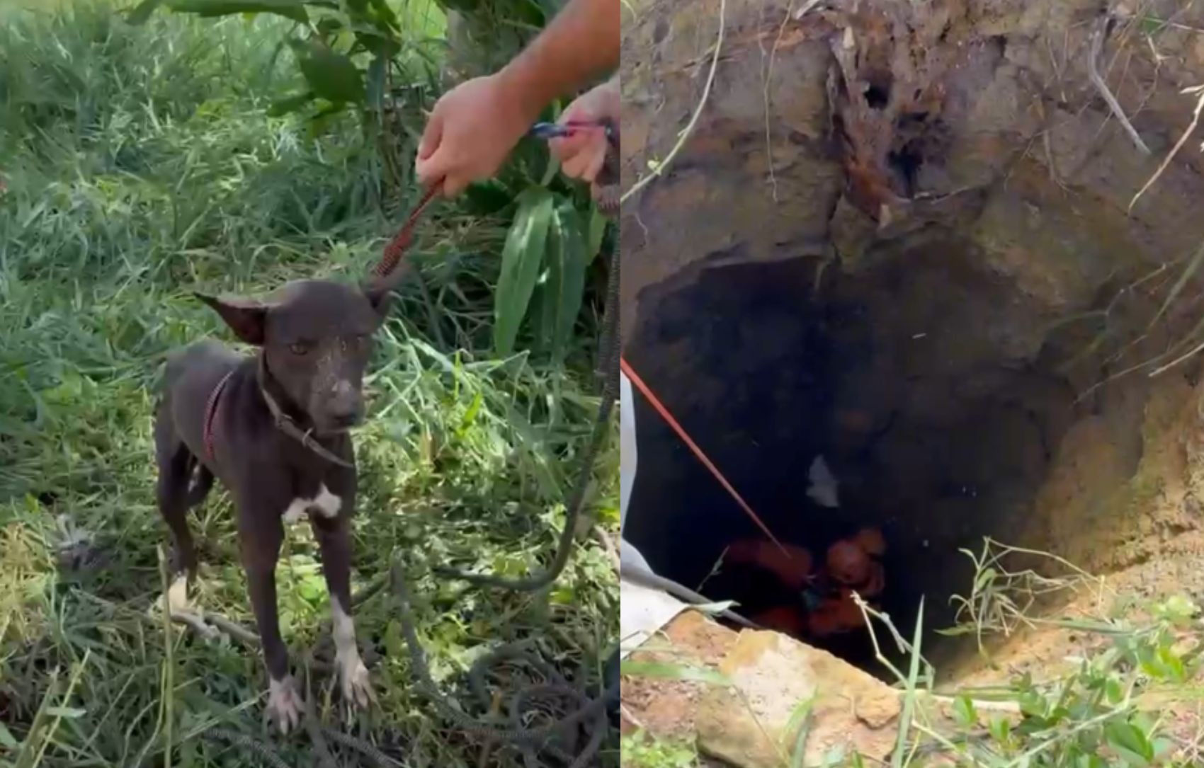 Cachorro é resgatado por bombeiros após cair em cisterna com mais de 10 metros de profundidade em Itaporanga