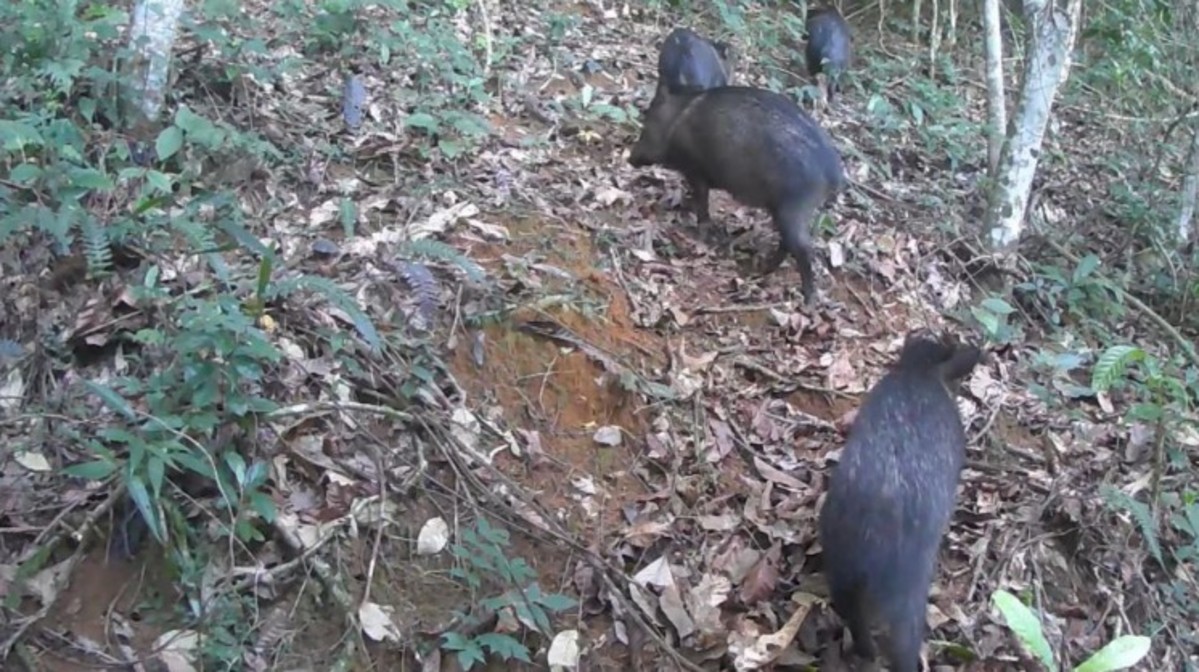 VÍDEO: Grupo de 23 caititus é visto passeando no Parque Estadual da Serra da Concórdia, em Valença