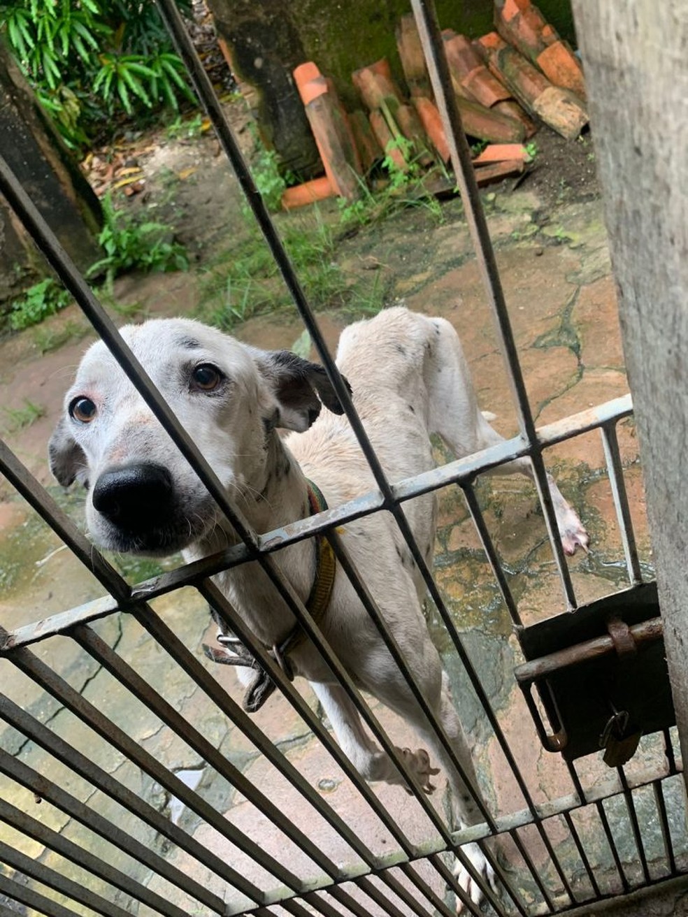 Policiais encontraram o cachorro sem acesso à água e alimentação adequada, bem como em condições insalubres — Foto: Divulgação/Polícia Civil