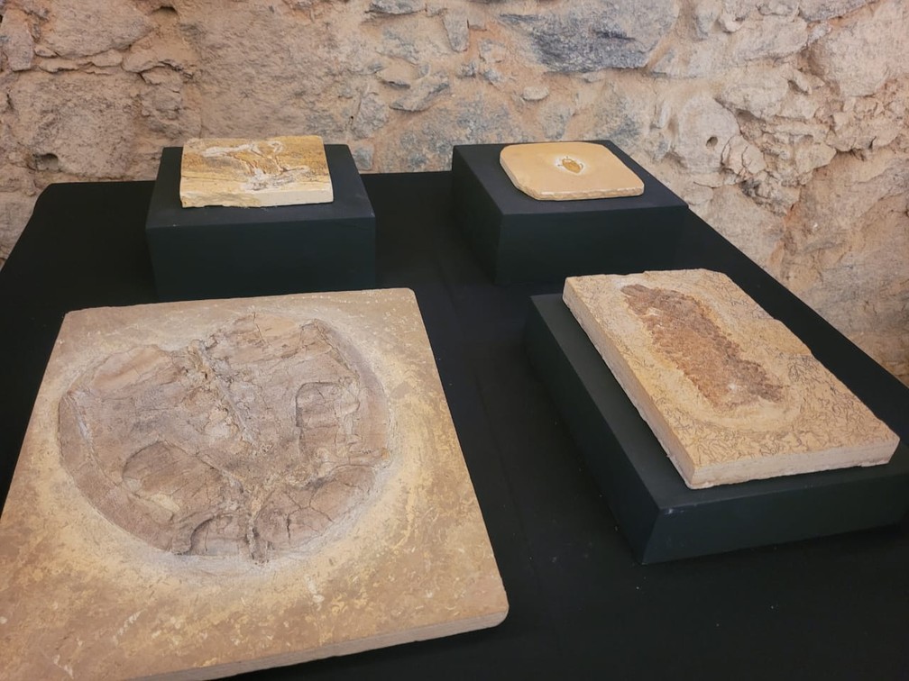 Fósseis da Bacia do Araripe doados ao Museu Nacional — Foto: Cristina Boeckel/g1