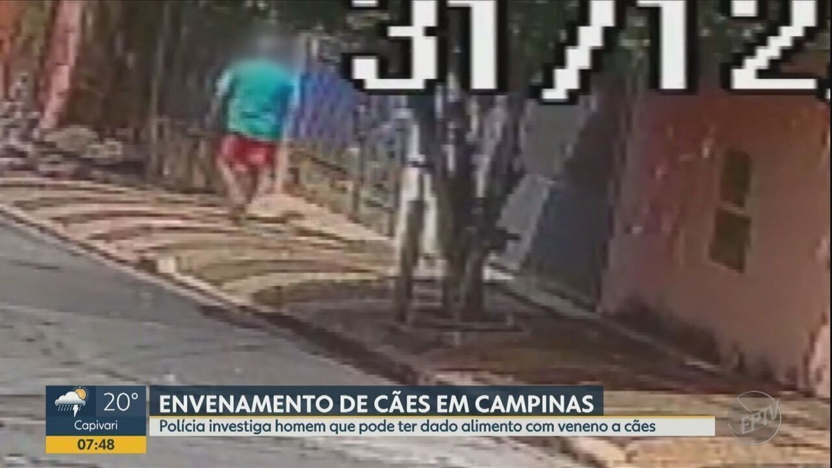 Homem encontra rato do tamanho de cachorro em casa, na Inglaterra - Mundo -  Diário do Nordeste