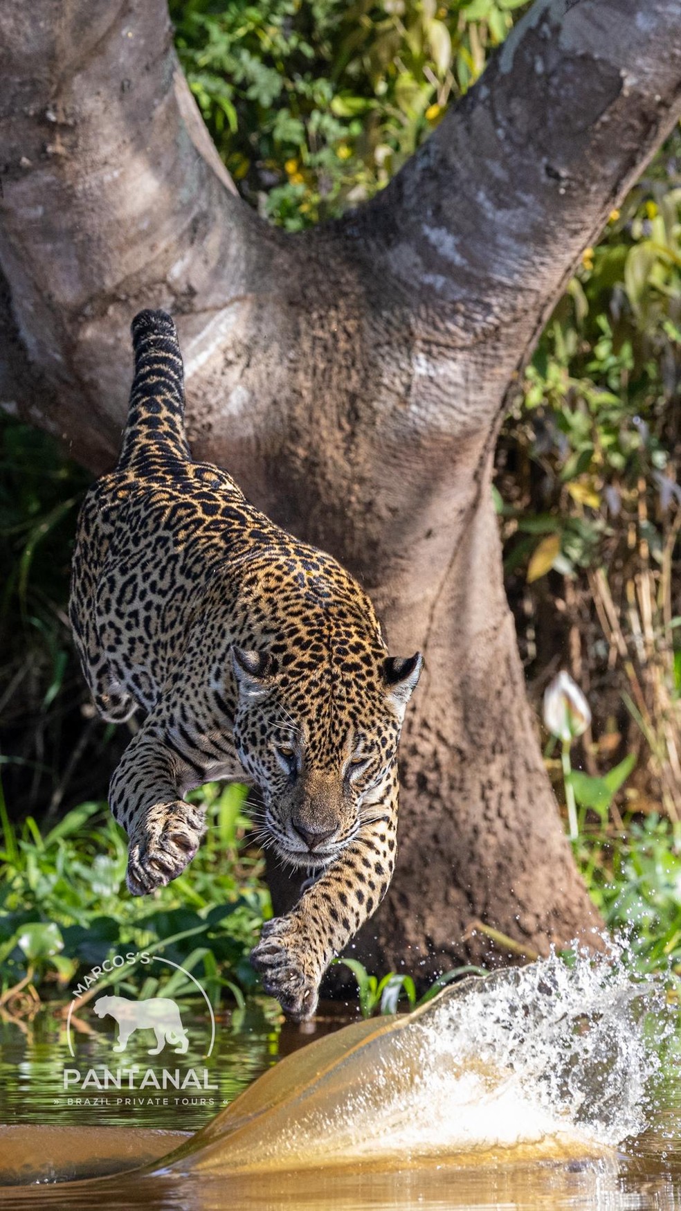 Momento exato em que onça pula e ataca jacaré no Pantanal em MT — Foto: Marcos Ardevino