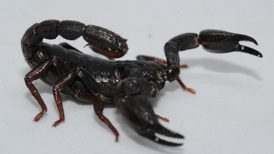 Toxina de escorpião da Amazônia é capaz de matar células de câncer de mama, mostra estudo - Testes foram realizados somente em laboratório, com células de câncer de mama cultivadas em placa. Resultados se mostraram muito positivos, inclusive em tipos de câncer de mama extremamente agressivos.