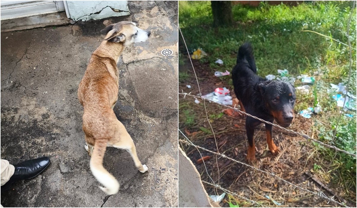 Casal é preso suspeito de maus-tratos a cães em Itatinga
