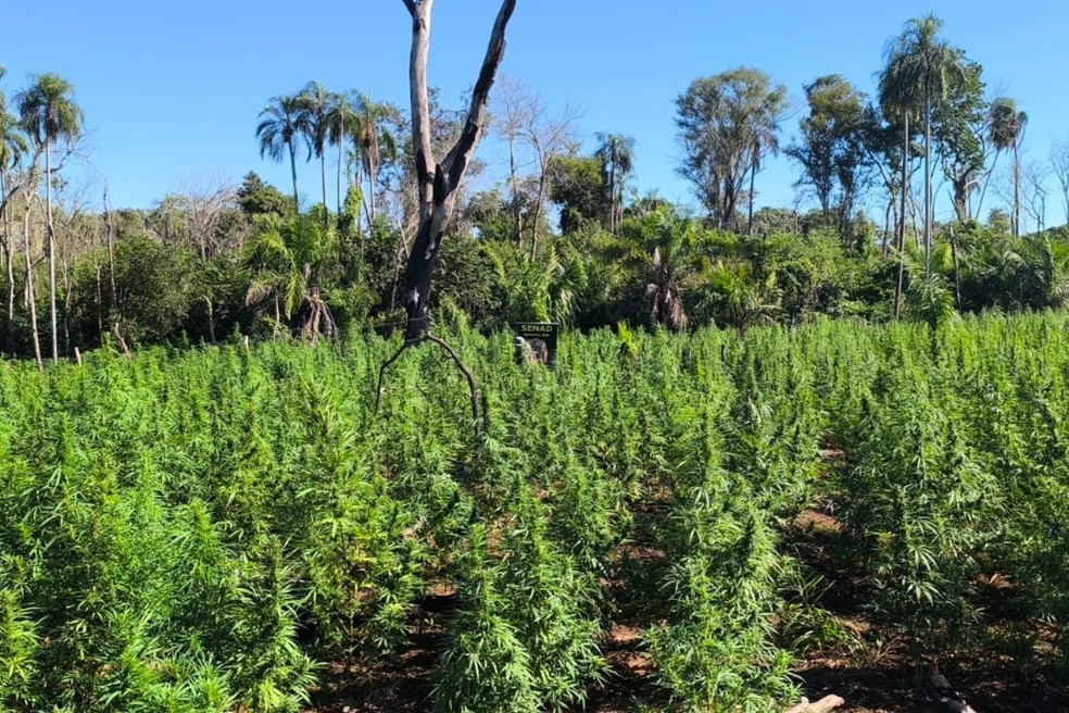 Polícia destrói plantação com 18 toneladas de maconha e desmonta acampamentos na fronteira com o Brasil — Foto: Reprodução
