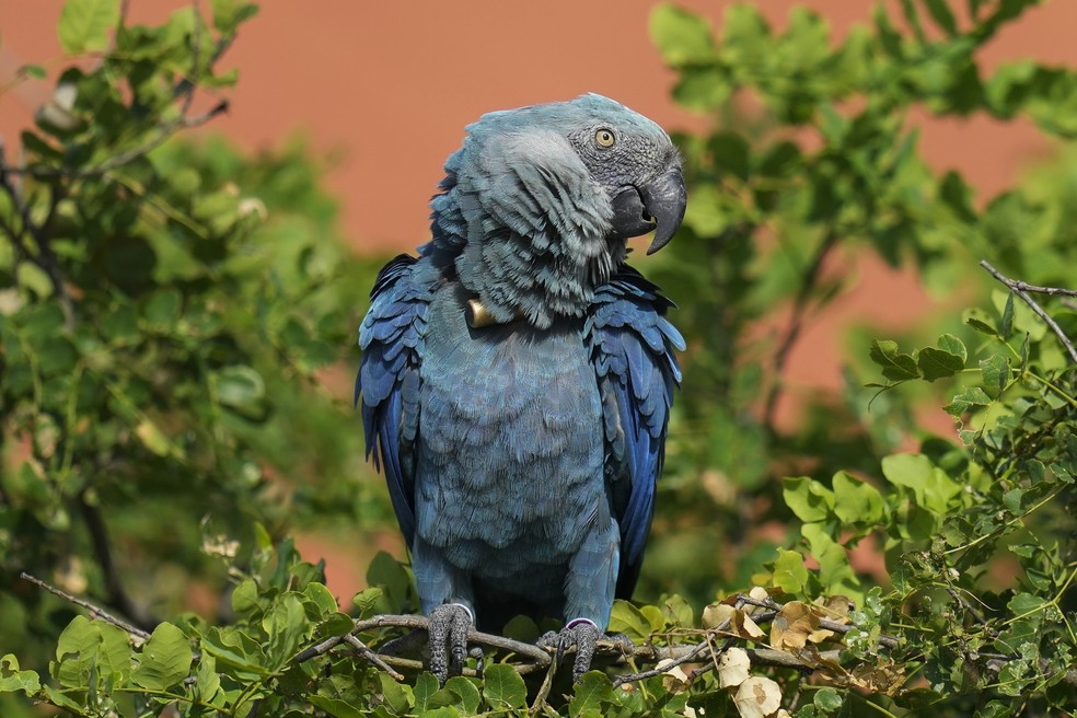 Ararinha-azul no criadouro da espécie em Curaça, na Bahia. — Foto: AP Photo/Andre Penner