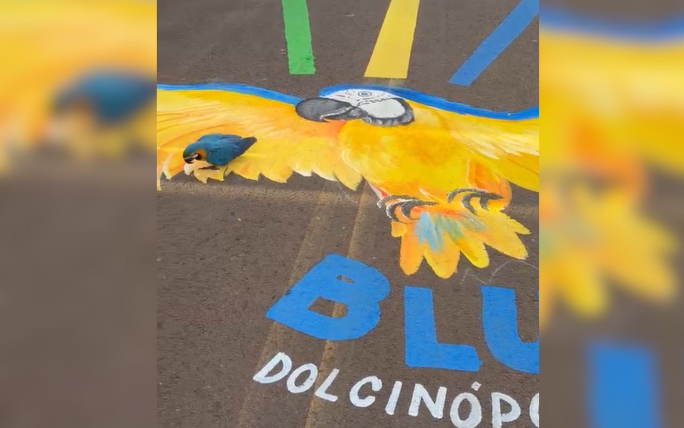 Arara-canind&eacute; &eacute; a mascote de Dolcin&oacute;polis (SP) &mdash; Foto: Arquivo pessoal