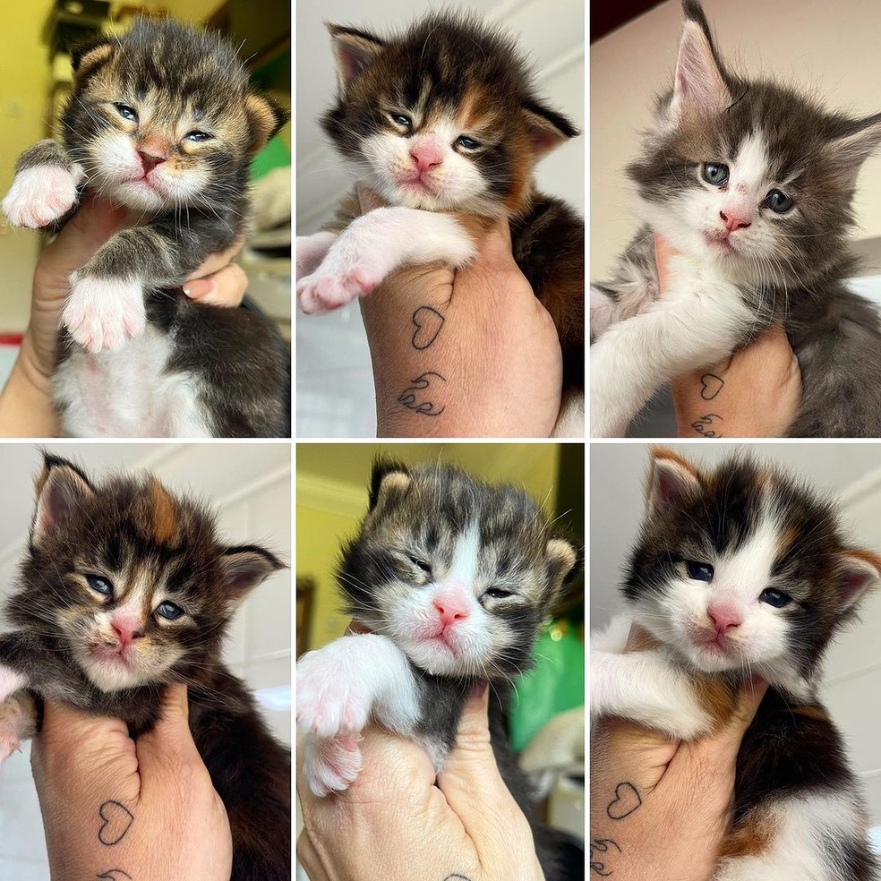 Casal gateiro de Jaú, no interior de SP, possui dezenas de gatos — Foto: Instagram/Reprodução