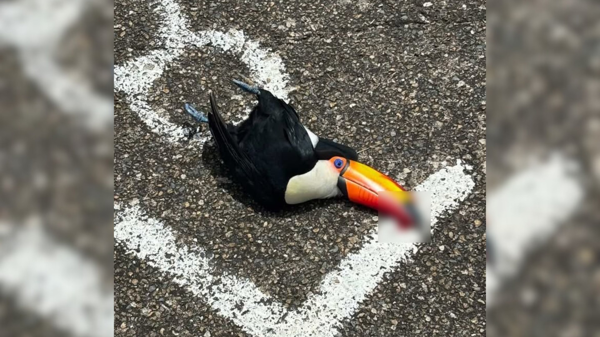 Tucano-toco é resgatado com bico quebrado após ser atropelado em Jundiaí