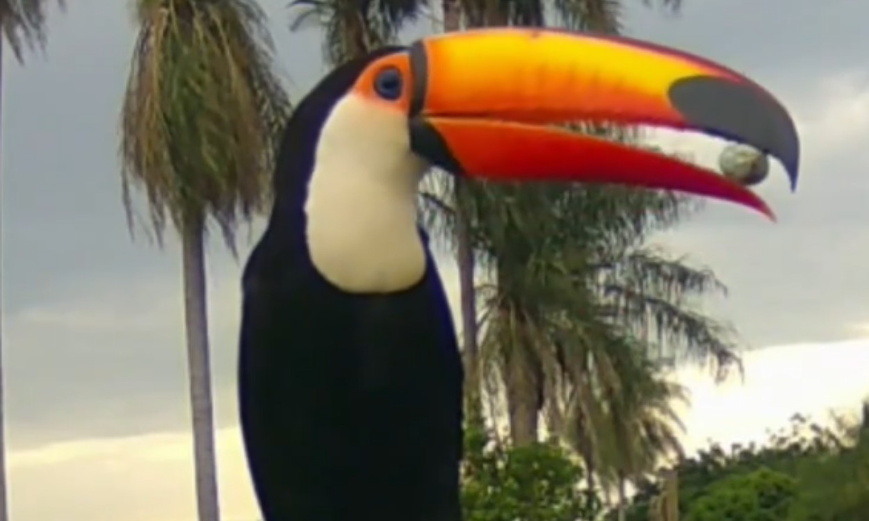 Vídeo raro mostra tucano 'vomitando' ovos para alimentar filhotes