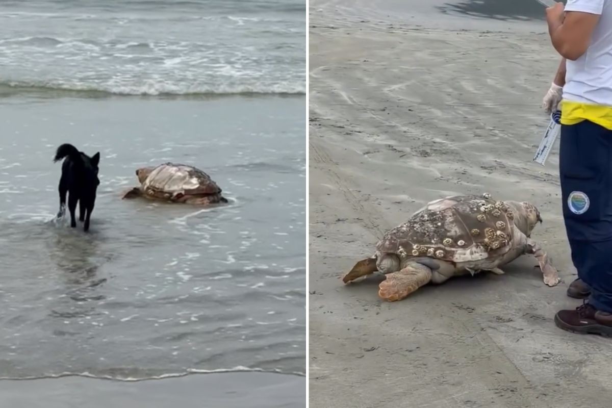 Tartaruga-cabeçuda é encontrada morta em praia de SP; VÍDEO