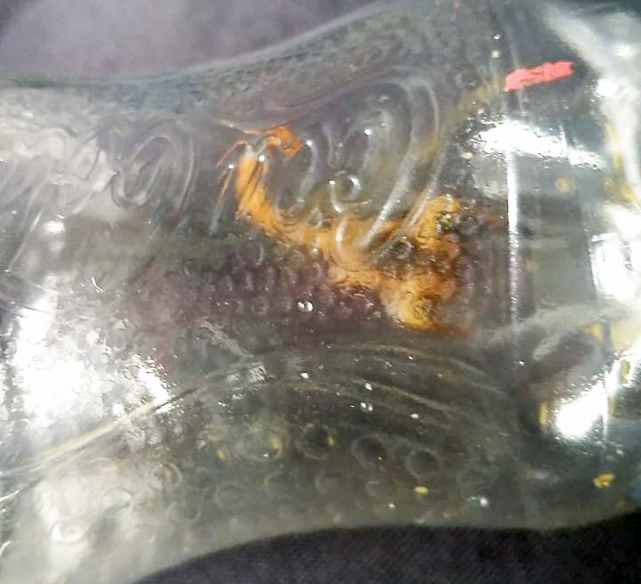 Passageira é picada por escorpião dentro de ônibus do transporte público em Piracicaba