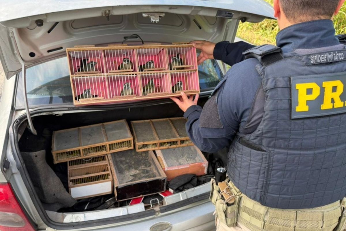Dupla é presa com mais de 100 aves silvestres no porta-malas de carro em SP