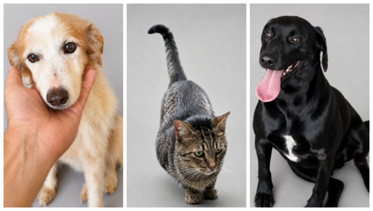 Novo site reúne mais de 600 cães e gatos resgatados à espera de um lar no interior de SP